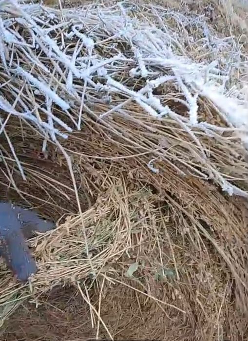 Жоңышқа Шөп Люцерна