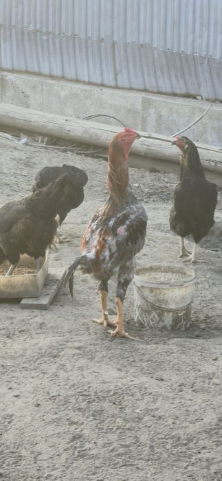 Ассалаумагаликум Дакан петух продам