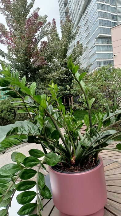 Замиокулькас (долларовый дерево)