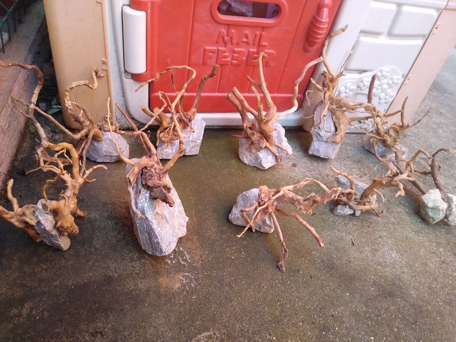 Decor lemn Red moor acvariu pesti