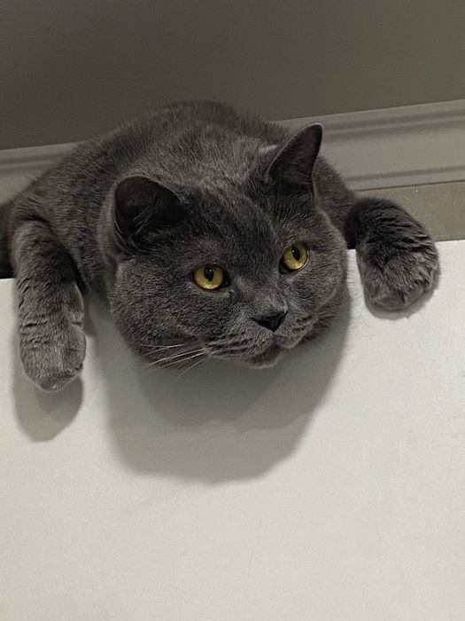Кот британский..