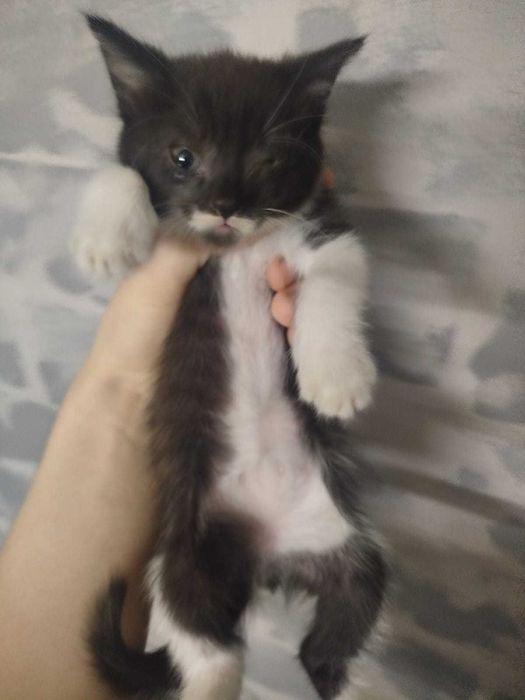 Котята от крысоловки