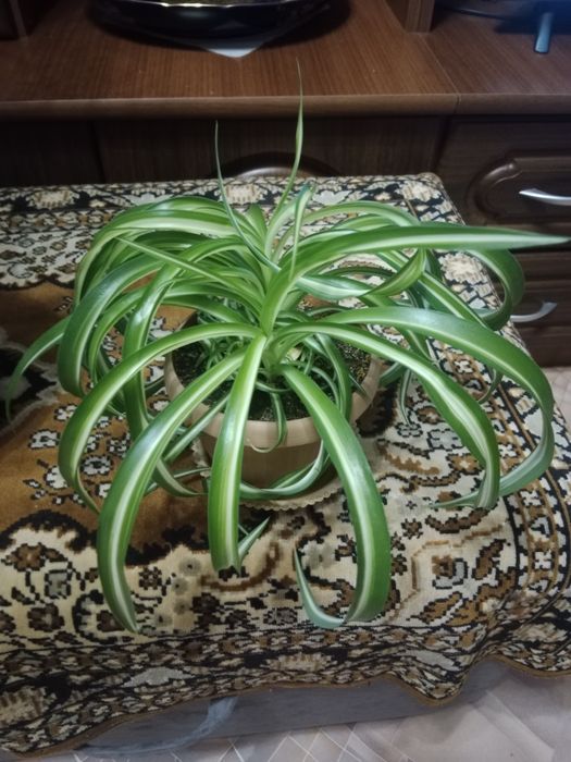 Комнатные  цветы