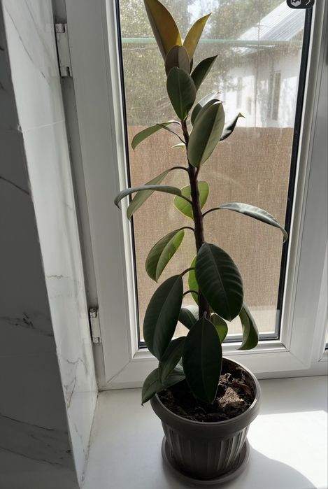 Продам цветок Фикус