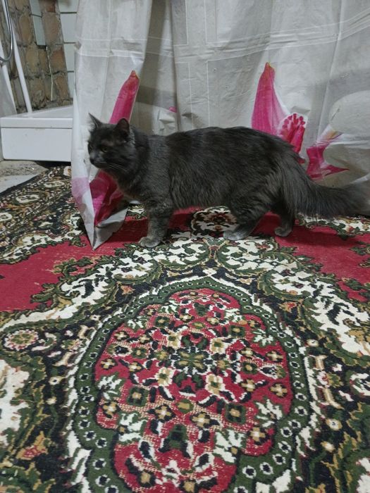 Продам пародистого кота 1года нет ещё