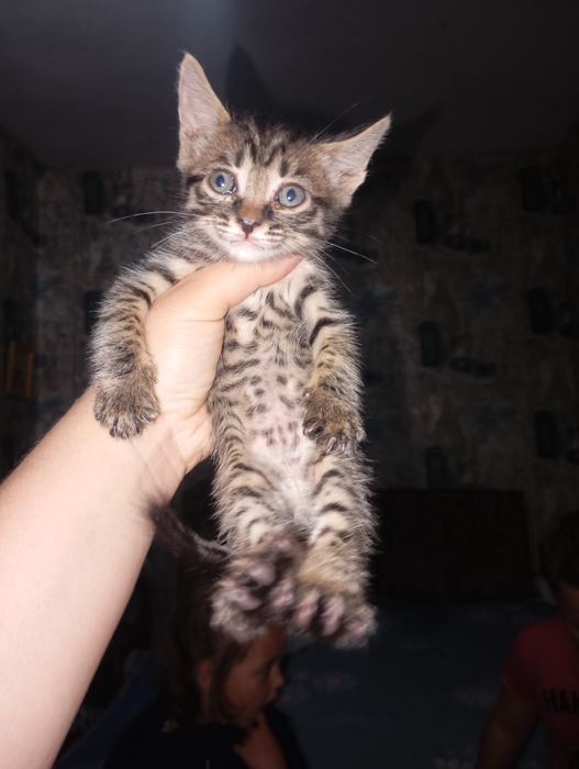 Срочно Котята ищют дом