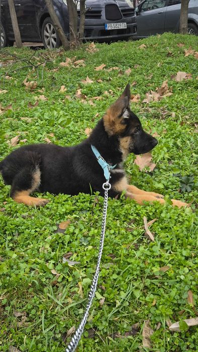 Немска овчарка на 98 дена