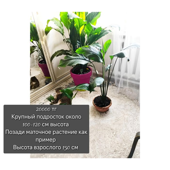 Спатифиллум Себастьян огромный сорт
