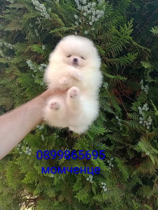 Бели мини Померани!