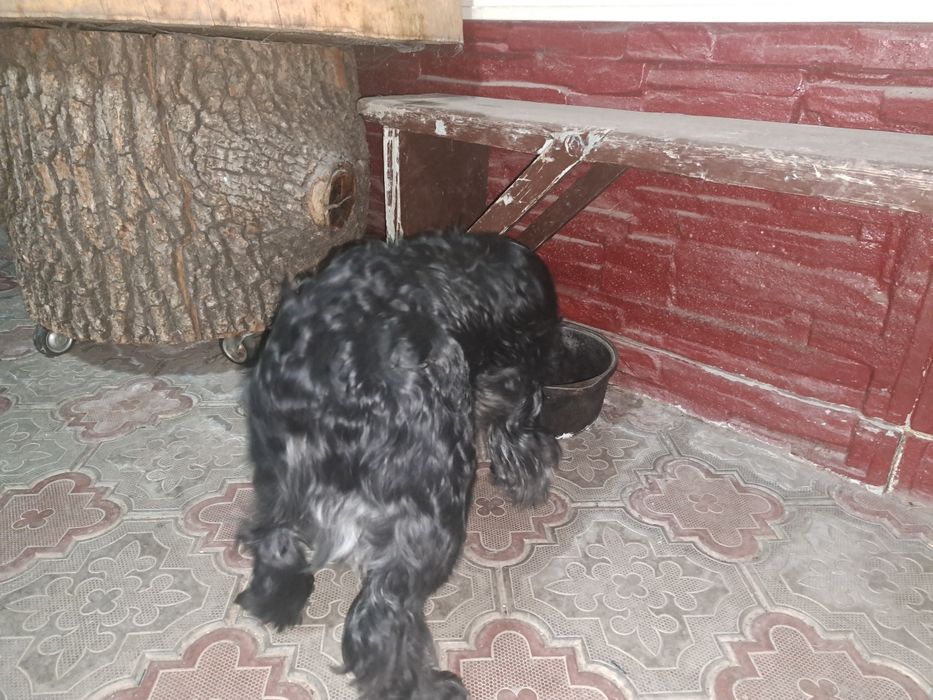 Руский  Спаниель