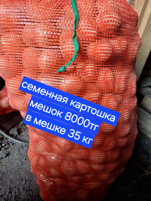 семенная картошка