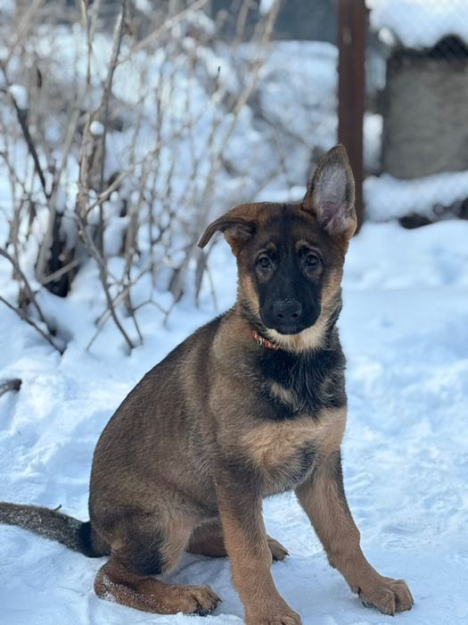 Щенки немецкой овчарки