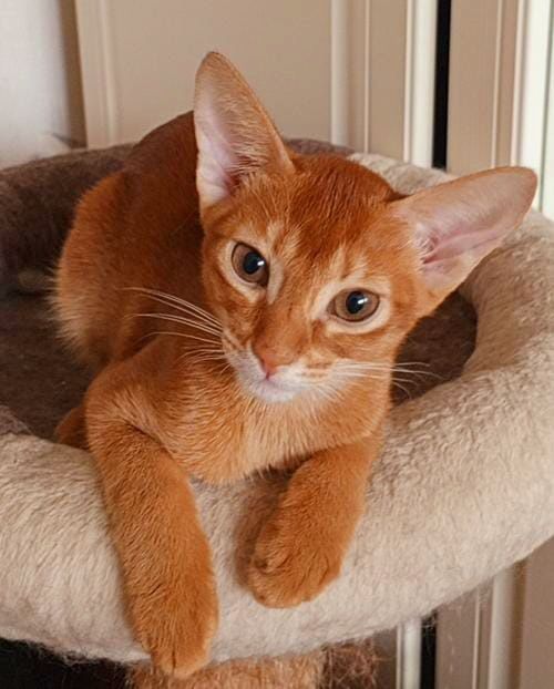 Абиссинские Котята. ДОСТАВКА