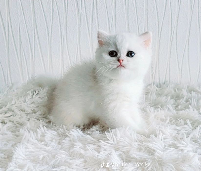 Британские котята