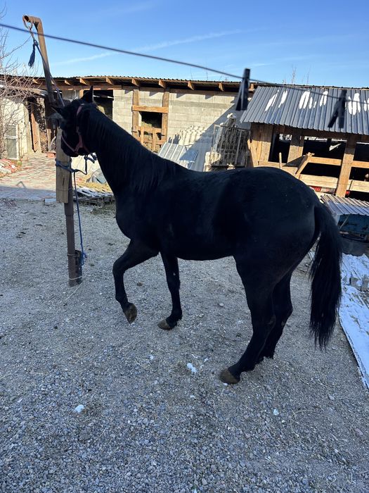 Продам Лошадь…..