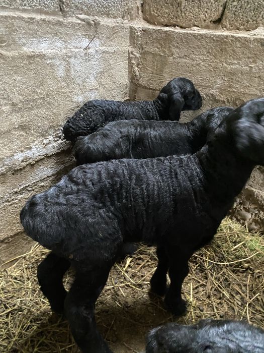 Козылар сатылады