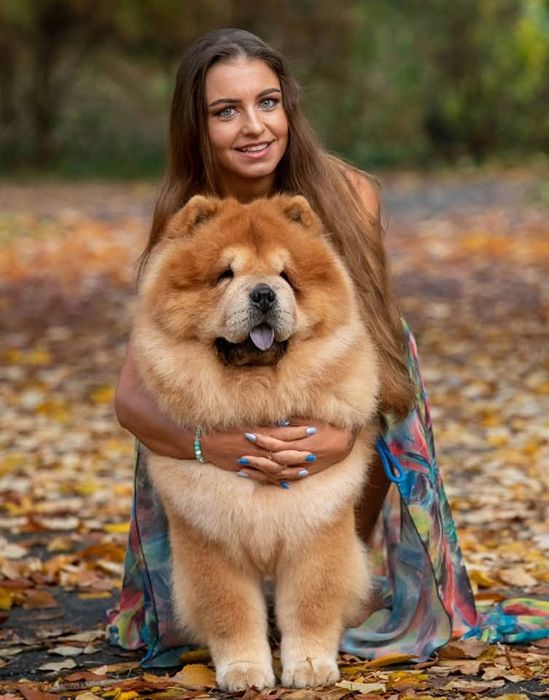 Pui Chow-Chow cu pedigree din Campion Mondial