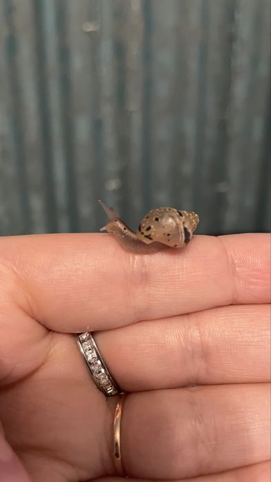 Малыши улитята Ахатины. Город Сарань