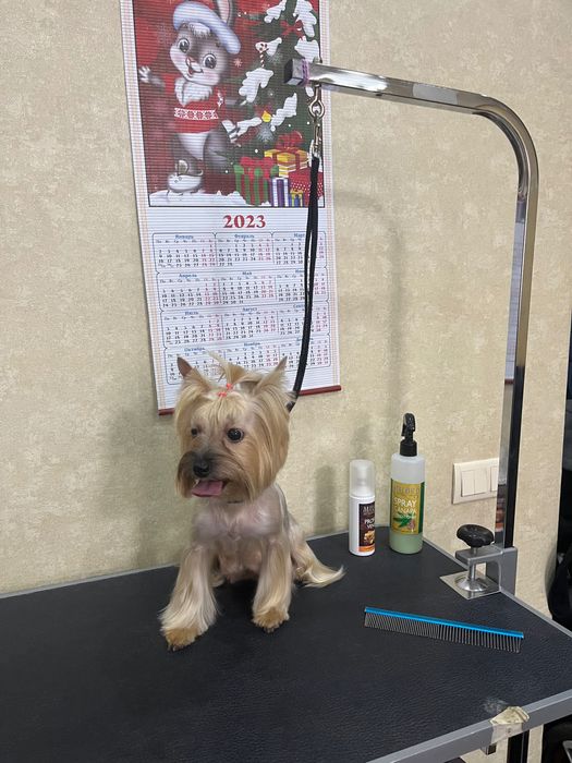 Груминг, стрижка собак и кошек