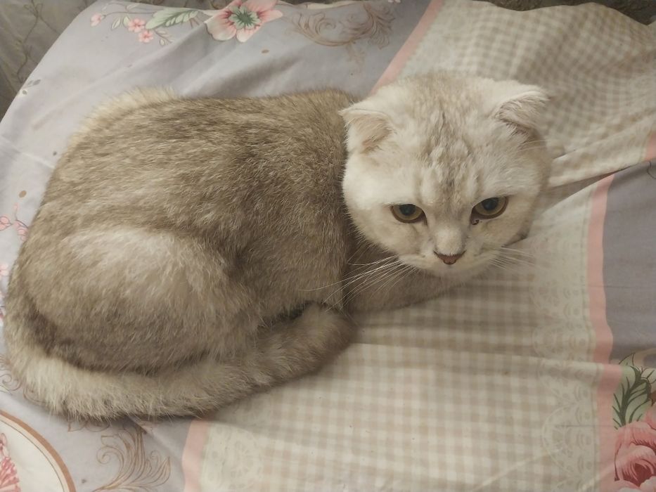 Mushuk sotiladi arzonga