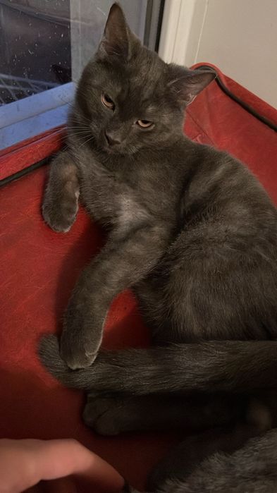 Отдам котенка полубританец дымчатый