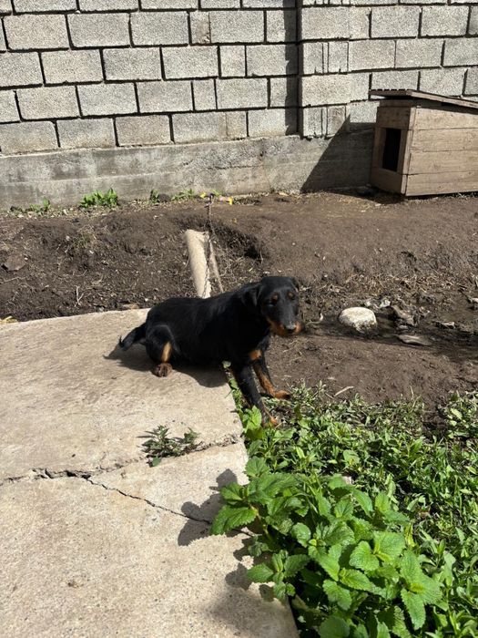 Ягтерер ургашы .