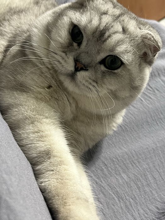 Ogil bola, britanski skotish fold seribristiy okras sotiladi