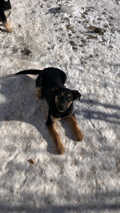 Щенок в добрые руки, девочка. Ұрғашы күшік