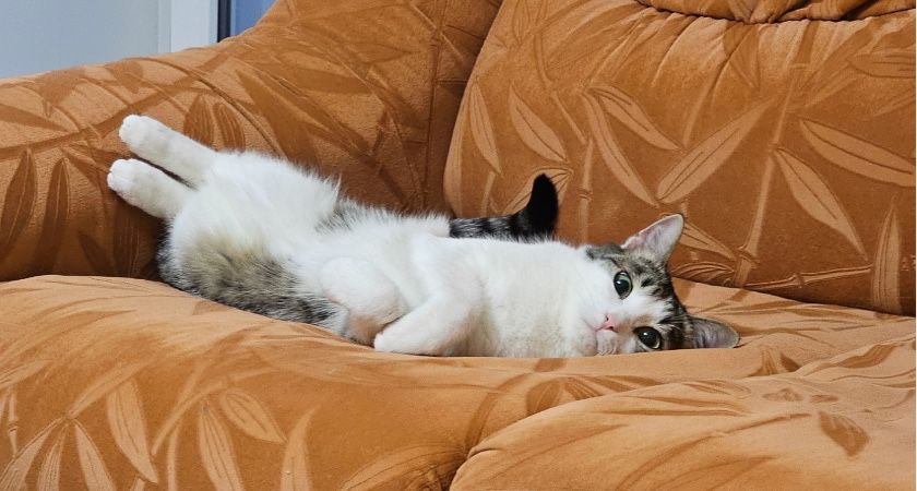 Нарисуйте мне моего кота заплачу