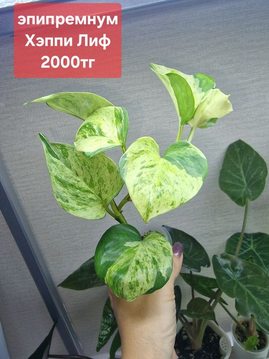 Комнатные цветы (домашние)