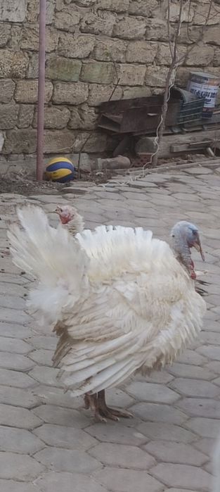 Индюк ірісі 20мың, кішісі 15 мың.