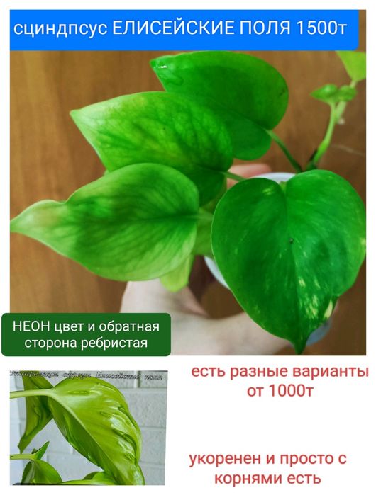 Филодендрон сциндпсус от 1500