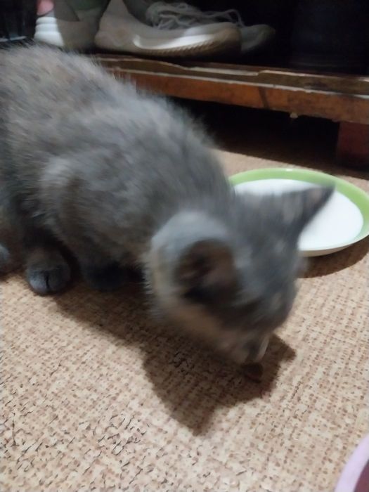 Котенок отдам бесплатно