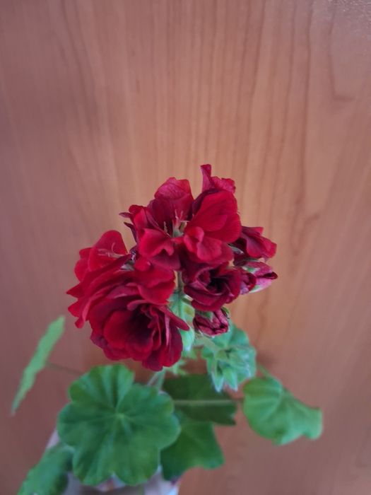 Каланхое отросток