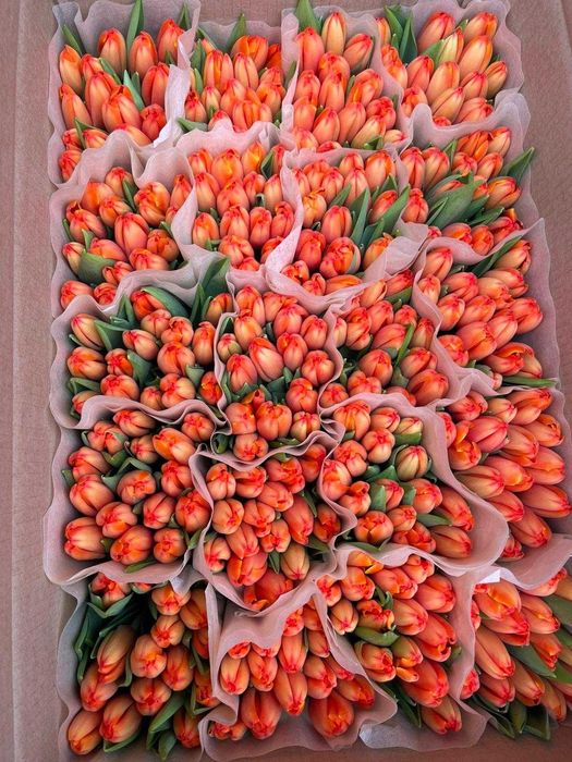 Премиальные местные тюльпаны оптом