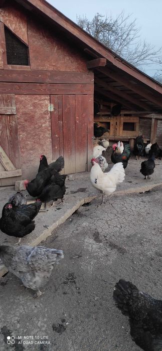 Ouă pentru consum și incubat