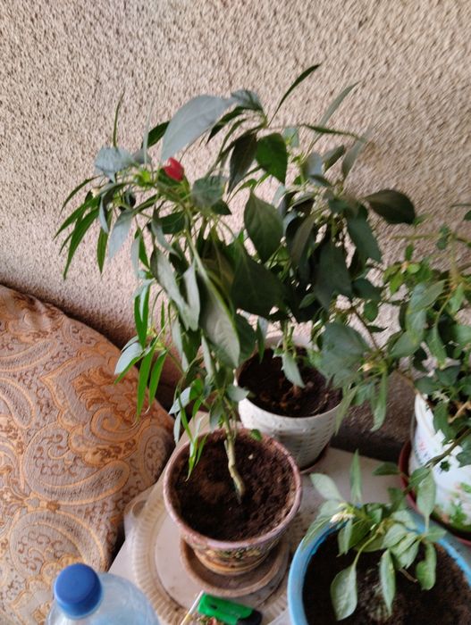 Перец в горшке домашний