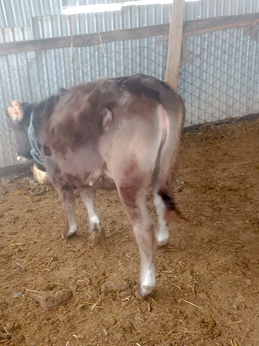 Парода бұзау сатылады