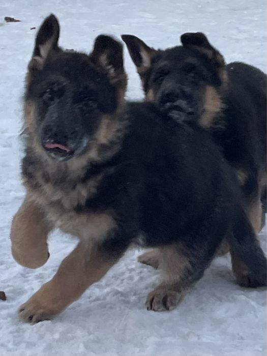 Щенки немецкой овчарки