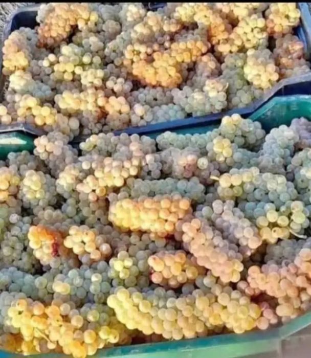 Vând struguri de vin direct de la producatori