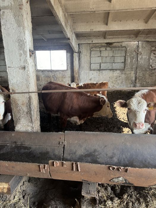 Коровы белоголовой породы