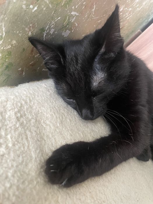 Отдам в добрые руки кота