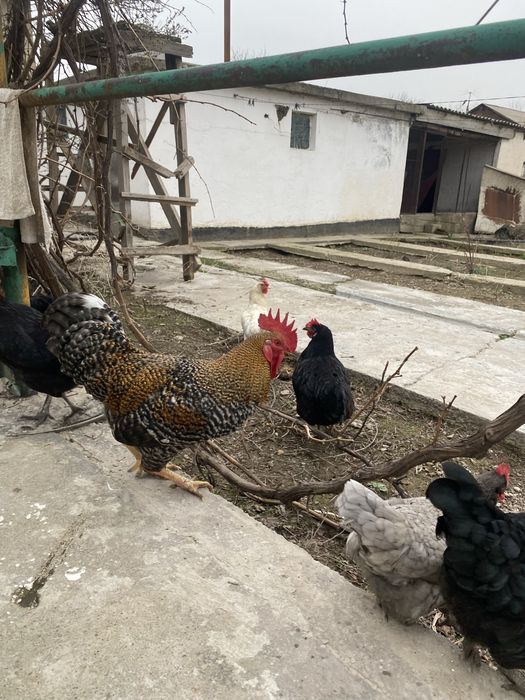 Петух Қораз  черный