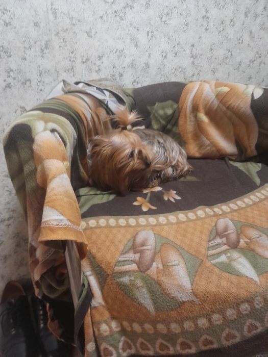 Продавам  мини йорки