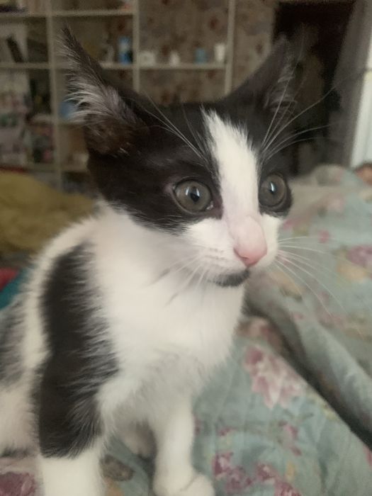 Отдам котенка девочку в добрые руки