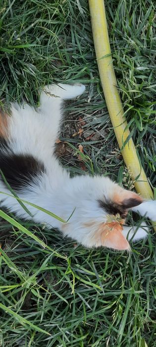 Бесплатно котята