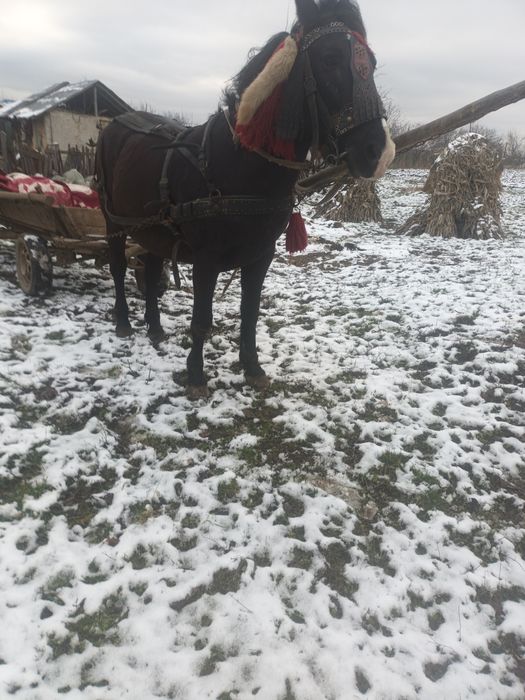 Vind  cal castrat  de 8 ani