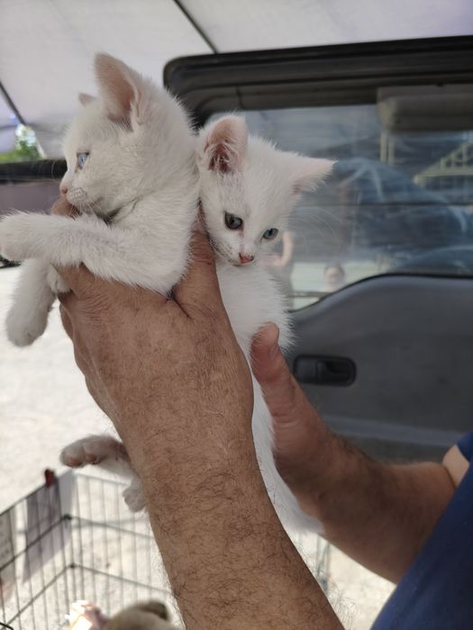 Продам котят мальчики девочки