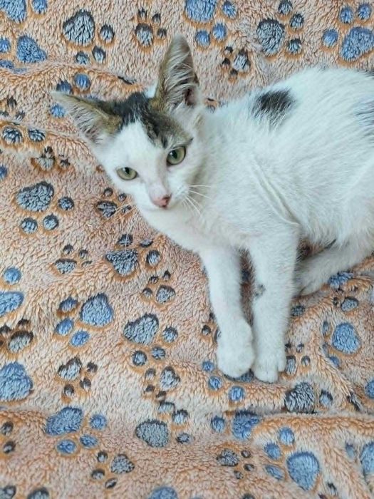 Подарявам мъжко котенце