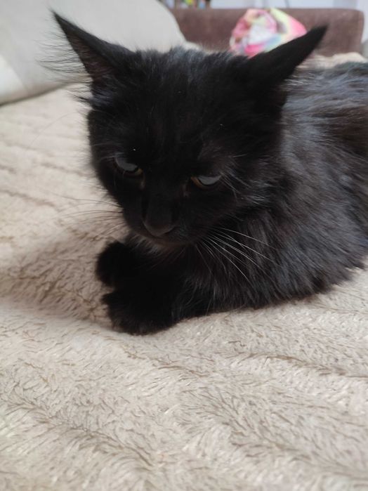 Ищем любящую семью